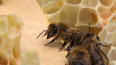 Honigbiene | Bild: BR