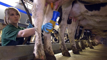 Tierwirt Rinderhaltung | Bild: BR