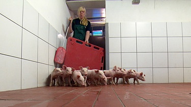 Tierwirt Schweinehaltung | Bild: BR