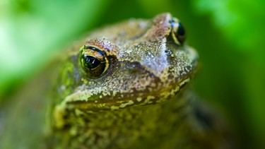 Frosch | Bild: picture-alliance/dpa