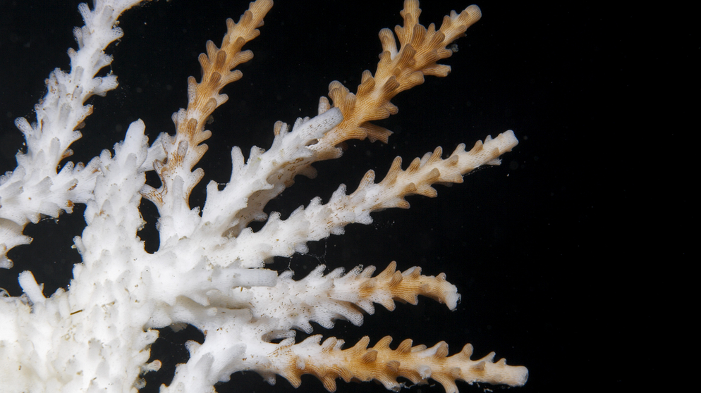 Nahaufnahme von einer absterbenden Koralle (acropora), tropisches Meer  | Bild: picture alliance / J.W.Alker | J.W. Alker