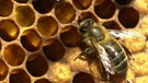 Bienen auf Bienenwaben | Bild: colourbox.com