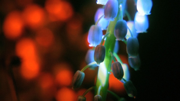 leuchtende Blume | Bild: Dirk Rauscher