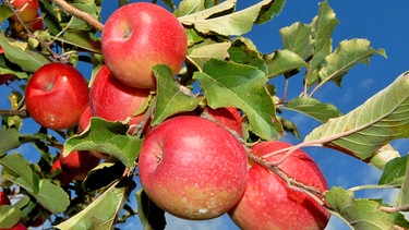 Äpfel am Baum | Bild: colourbox.com