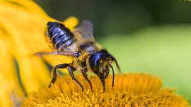 Biene sitzt auf Blüte | Bild: Picture alliance/dpa