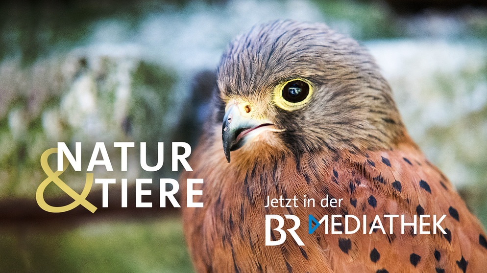 BR Mediathek - Rubrik Natur & Tiere | Bild: BR
