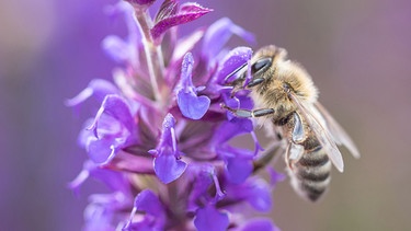 Eine Biene auf einer Lavendelblütte | Bild: BR