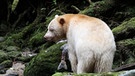 Kermode Bär im Great Bear Rain Forest | Bild: ARD