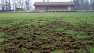 Von Wildschweinen verwüsteter Fußballplatz | Bild: picture-alliance/dpa