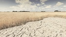 Ein ausgetrocknetes Feld mit vertrocknetem Getreide. | Bild: stock.adobe.com/Bas Meelker