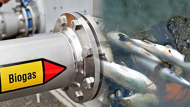 Rohr mit Aufschrift "Biogas" führt in Gewässer mit toten Fischen | Bild: picture-alliance/dpa, Montage: BR