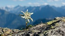 Ein Edelweiß in den Alpen. | Bild: stock.adobe.com/by paul