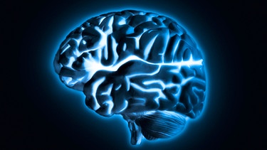 Menschliches Gehirnmodell mit dem blauen Gluehen, Studiofoto | Bild: picture alliance / Bildagentur-online/Tetra | -