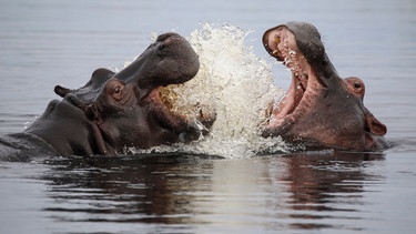Zwei Flusspferde im Scheinkampf. | Bild: BBC/The Natural History Film Unit Botswana