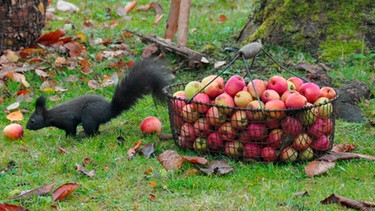 1.500 Apfelsorten wachsen noch in deutschen Gärten, aber es werden immer weniger. | Bild: BR/nautilusfilm GmbH/NDR