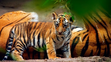 Das kleine Tigermännchen ist neugierig darauf, seine Umwelt zu erkunden. | Bild: BBC NHU/BR/WDR