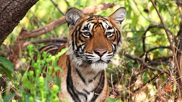 Tiger bevorzugen dicht bewachsenes Gelände, um sich, gut geschützt, an ihre Beute anschleichen zu können. Ranthambhore Nationalpark in Rajasthan, Indien. | Bild: BR/Grey Films/NDR/NDR Naturfilm 2010