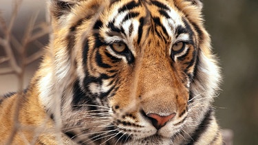 Zu der Faszination für den majestätischen Königstiger mischt sich die Sorge um sein Überleben. Oft wird die Großkatze selbst zum Gejagten. Mindestens 250 Tiger werden pro Jahr in Indien getötet. Ranthambhore Nationalpark in Rajasthan, Indien. | Bild: BR/Grey Films/NDR/NDR Naturfilm 2010