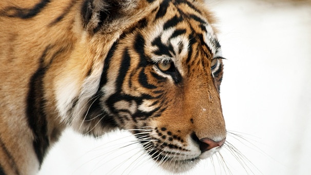 Die Nachfrage nach Tigerprodukten ist seit Ende der achtziger Jahre stark gestiegen. Um Tiger zu schützen, müssen Wilderei und vor allem die Armut am Rande der Tigerreservate bekämpft werden. Ranthambhore Nationalpark in Rajasthan, Indien. | Bild: BR/Grey Films/NDR/NDR Naturfilm 2010