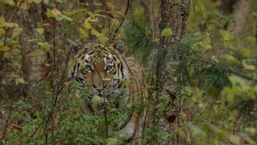 Sibirischer Tiger im Dschungel. | Bild: BR/Interspot Film GmbH/Franz Hafner