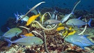 Gebänderte Krait Seeschlangen kooperieren mit Fischen bei der Jagd nach Futter. | Bild: BR/WDR/BBC/Peter Scoones
