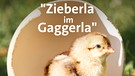 Küken und Ei auf Fränkisch: Aus dem Gaggerla schlüpft das Zieberla | Bild: Bernhard Frischkemuth, Forchheim-Kersbach