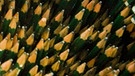 Hand streicht über tausende von Bleistiftspitzen | Bild: picture-alliance/dpa