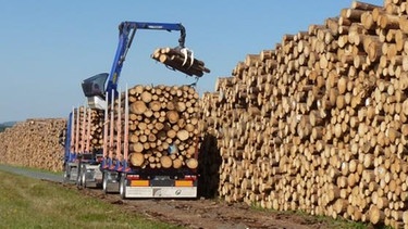 Vom Borkenkäfer geschädigtes Holz wird angeliefert im Käferholzlager bei Berg-Hadermannsgrün. | Bild: Heinrich Edelmann, Hof, 23.08.2019