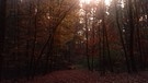 Wald mit gefärbten Laub kurz vor Sonnenuntergang.
| Bild: Claudia Schnell, Baiersdorf, 05.11.2020