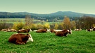 Siesta für die Kühe mit Ausblick zur Kösseine. | Bild: Günter Lorke, Tröstau, 05.11.2020