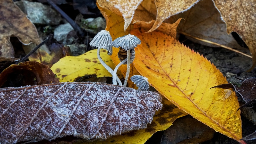Der Herbst  fröstelt etwas über Nacht, diese Pilze gehen schon ein wenig in die Knie.
| Bild: Karl Schönherr, Marktbreit, 09.11.2020