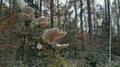 Pilze an einem schrägstehenden, bemossten Baumstamm.
| Bild: Karl Schwarz, Schwabach, 10.11.20