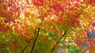 Herbstfarben.
| Bild: Wunibald Wörle, Sankt Ottilien, 10.11.20