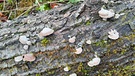 Ein älterer Baumstamm am Boden mit kleinen Pilzen, schauen aus wie Muscheln. Am Waldrand in Eltingshausen.
| Bild: Harald Metz, Eltingshausen, 21.22.20