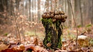 Eine Gruppe von Bovist Pilzen, aufgenommen im Wald bei Weißenburg.
| Bild: Ivan Horvat, Weißenburg i.Bay., 23.11.2020