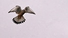 Ein Falke hält Ausschau nach Beute. | Bild: Roman Wolf, Dingolshausen, 11.12.20