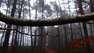 Wassertropfen an einem Ast im nebelverhangenen Wald am Rauhberg bei Burgpreppach.
| Bild: Willi Dressel, Bischwind, 17.12.20