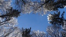 Baumkarussell im Winter bei strahlend blauem Himmel.
| Bild: Ben Rachinger, Treuchtlingen-Auernheim, 10.01.2021