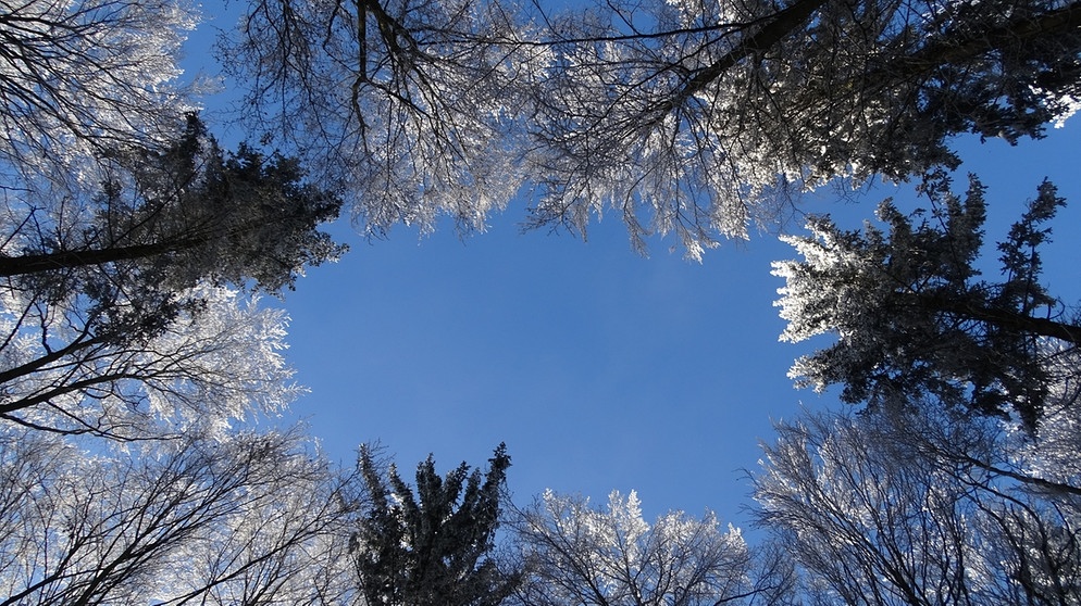 Baumkarussell im Winter bei strahlend blauem Himmel.
| Bild: Ben Rachinger, Treuchtlingen-Auernheim, 10.01.2021