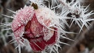 Kunstwerk im Garten - Rosenblüte mit Raureif
| Bild: Brunhilde Steinmetz, Hassfurt, 11.01.21