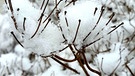 Staudenclematis mit Schnee. | Bild: Tanja Kaul, Effeltrich , 12.01.21