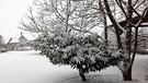 So schön weiß war es leider nur ein paar Stunden. Im Garten bei Harald Metz Eltingshausen. | Bild: Harald Metz, Eltingshausen, 12.01.21