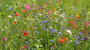So liebe ich die Natur. Wieviele Blüten sind es ? Gesehen in Kitzingen am Main. | Bild: Klaus Hofmann, Mainstockheim, 02.07.2021