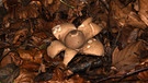 Dieser Pilz mit Herbstblätter Beilagen, entdeckt in der Fränkischen Schweiz, sieht wie ein "Stern" aus... ob man den auch essen kann? | Bild: Wilfried Wagner, Erlangen, 07.10.2021