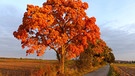Die aufgehende Sonne bringt den schönen Herbstbaum in das richtige Licht und damit beinahe zum leuchten. | Bild: Wilfried Wagner, Erlangen, 13.10.2021