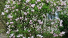 Unser Magnolienstrauch im Garten in voller Blüte! | Bild: Ottmar Müller, Untermerzbach, 09.05.2023