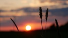 Wiesengräser im Sonnenuntergang | Bild: Bettina Full, Egenhausen, 17.05.2023