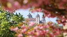 "Die Märchenfestung im Blütenmeer" - Kirschenblüten aus dem Hofgarten der Residenz vor der Festung Marienberg in Würzburg | Bild: Klaus Gößmann-Schmitt, Würzburg, 21.05.2023