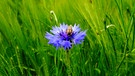 Kornblume im Getreidefeld erhält Besuch von einer Biene. Gesehen bei Hohnhausen, Kreis Haßberge. | Bild: Willi Dressel, Stadt Ebern, Ortsteil Bischwind a.R., 25.05.2023