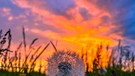 Wenn der Abendhimmel brennt, erleuchten die wundervollen Pusteblumen. Aufnahmeort: Ottenhofen. | Bild: Kathrin Woitschig, Ottenhofen, 25.05.2023
